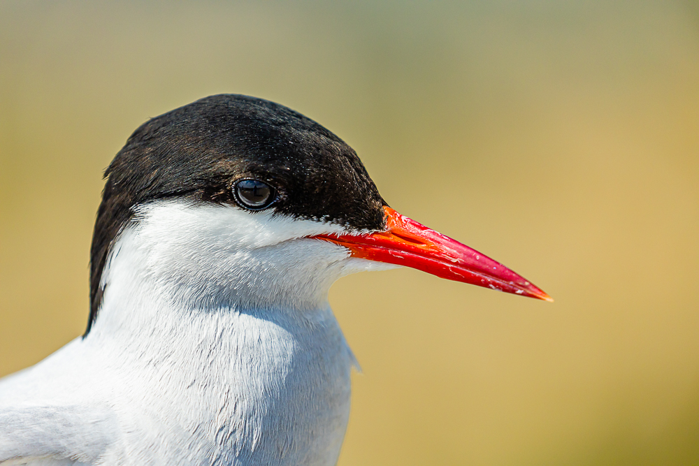 Portrait einer Seeschwalbe