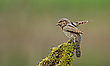 Wendehals