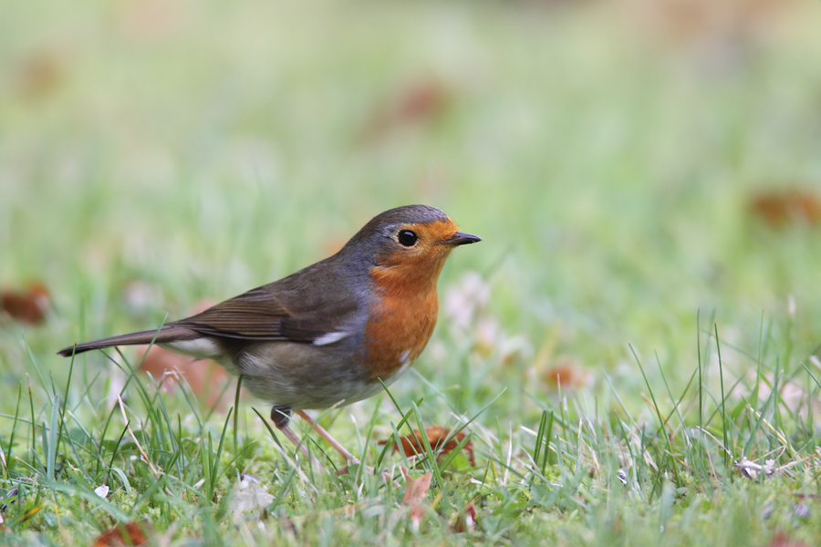 Rotkehlchen (Erithacus rubecula)