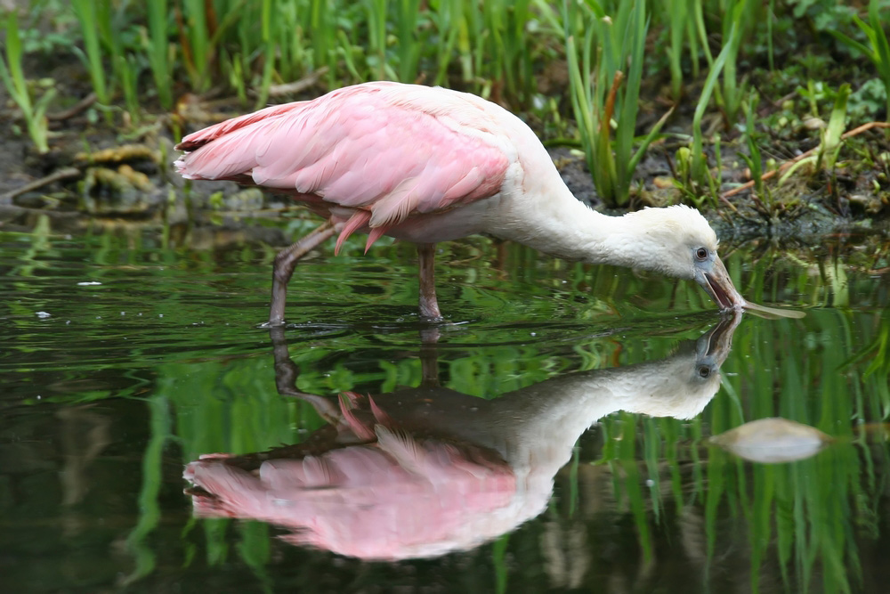 "Spiegelbild"