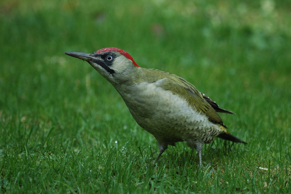 Grünspecht (picus viridis)