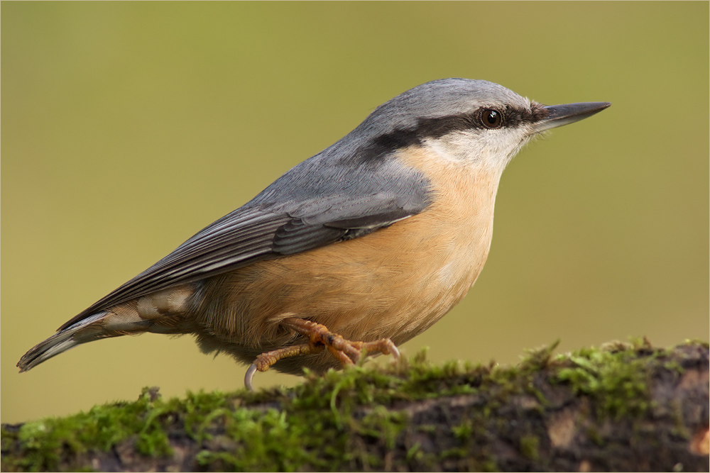 Kleiber (Sitta europaea)