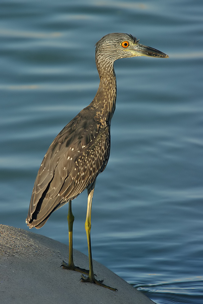 Night-Heron