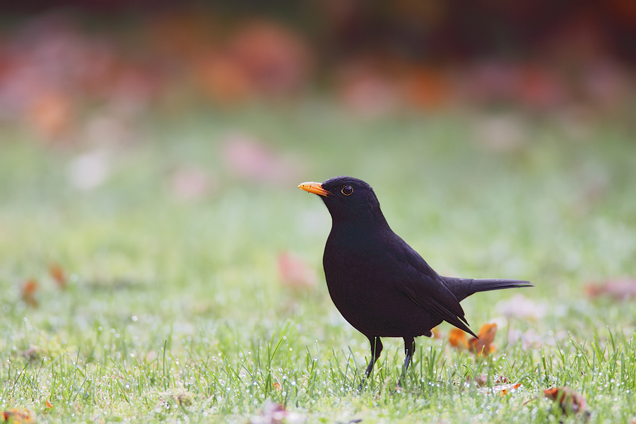 Schwarzdrossel (Turdus merula)