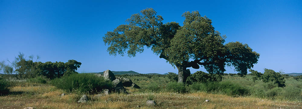 Steineiche in der Extremadura