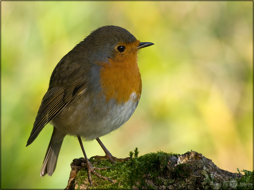 Rotkehlchen - Erithacus rubecula