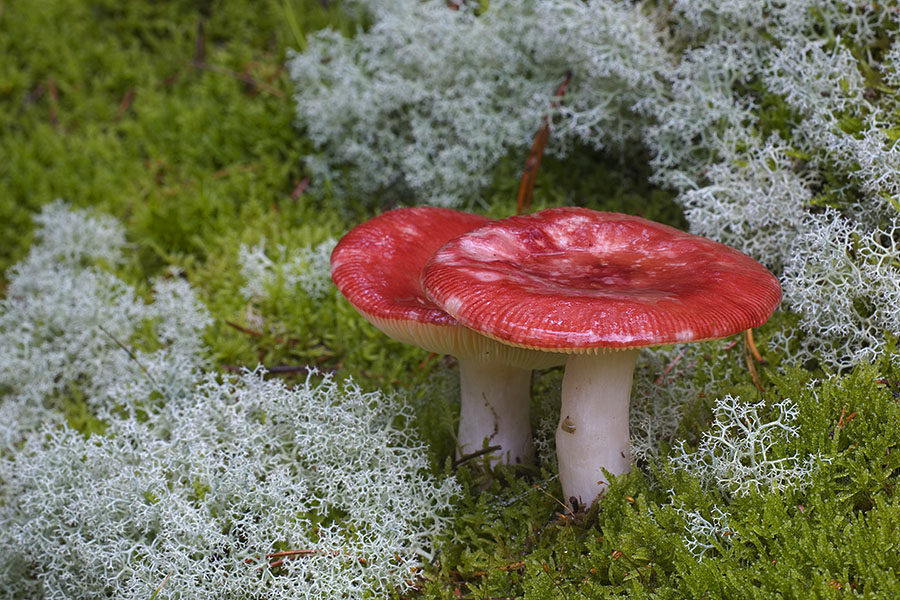 Rote Verführung aber mit Vorsicht zu geniessen!