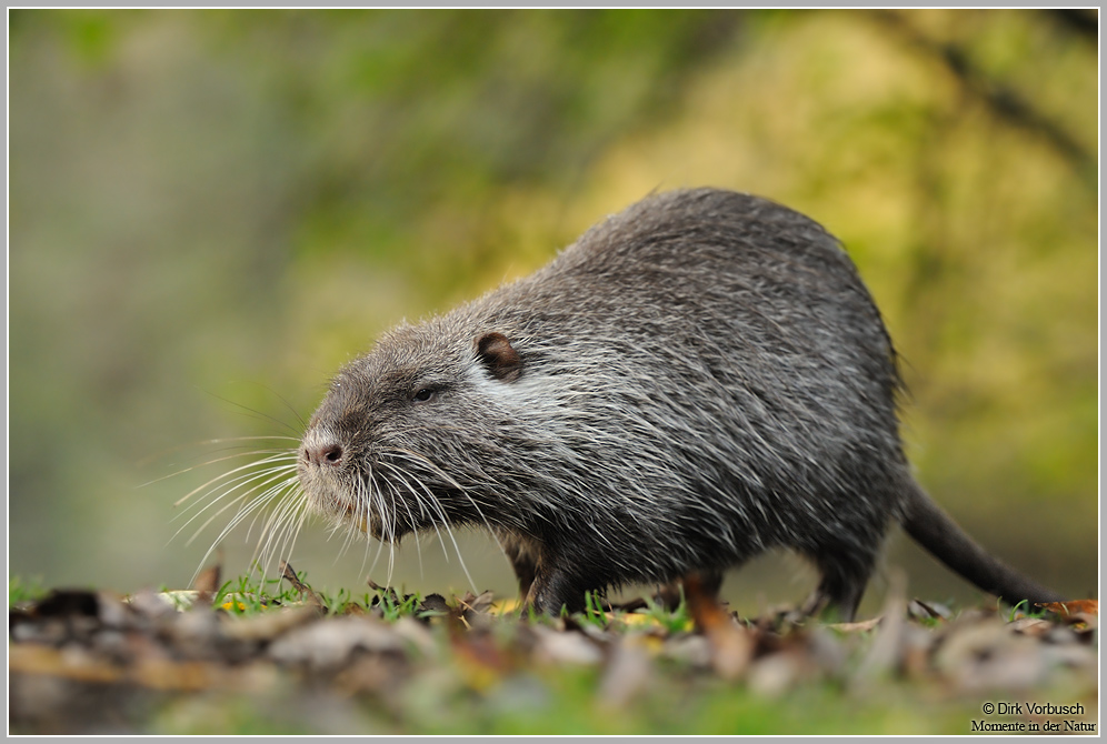 Nutria (Myocastor coypus)