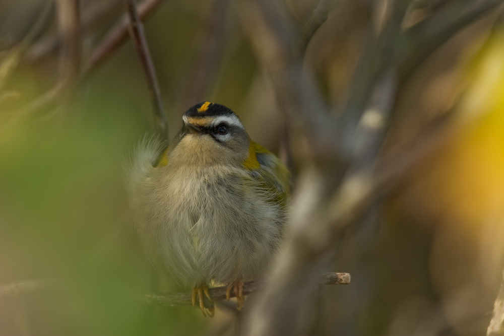 Letztens auf Helgoland