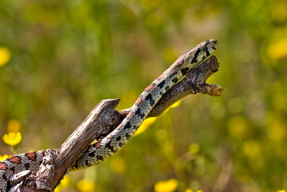 Leopardnatter