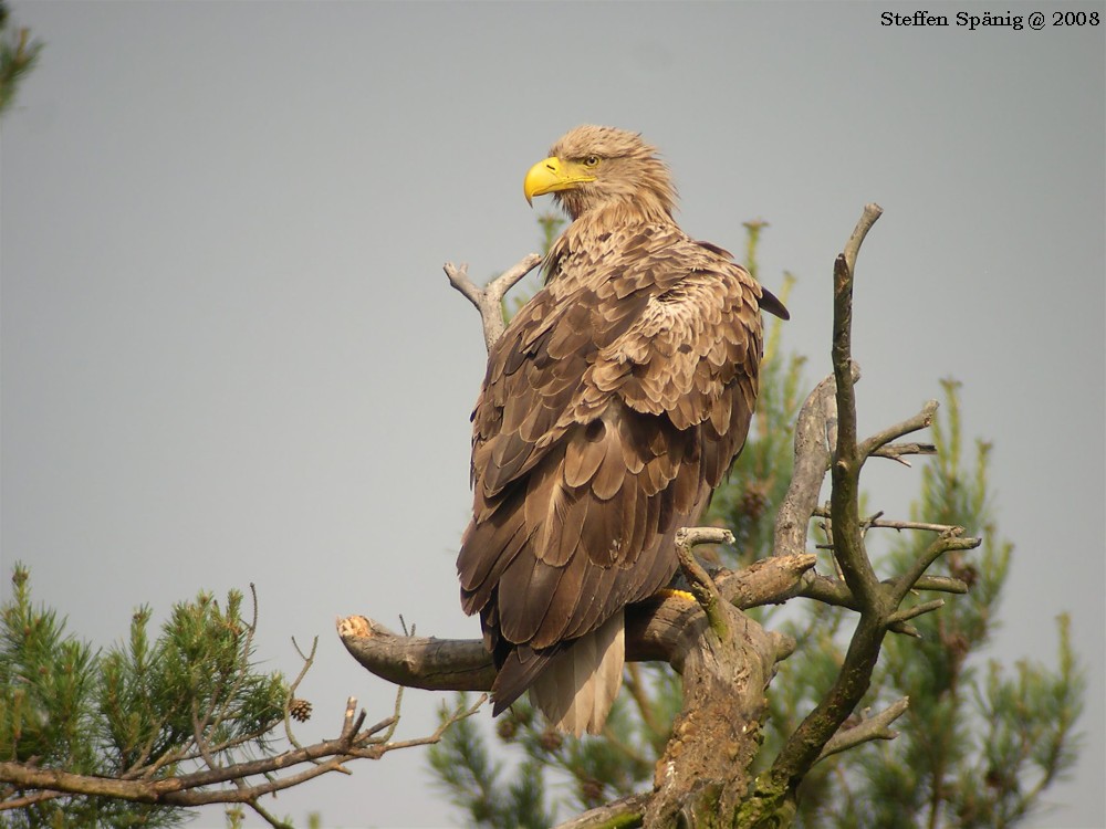 Seeadler