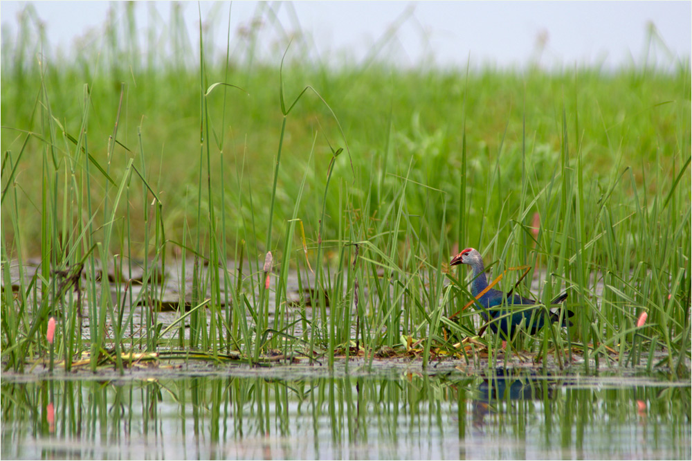 Thai-Purpur