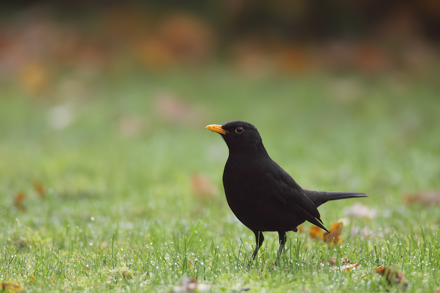 Amsel II (Version Holger)