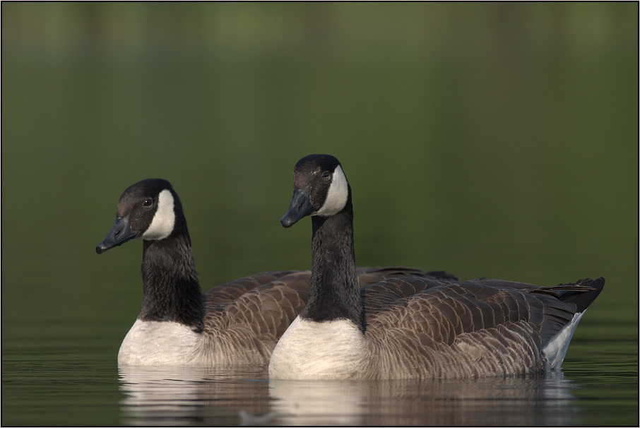 Kanadagänse (Forum für Naturfotografen)