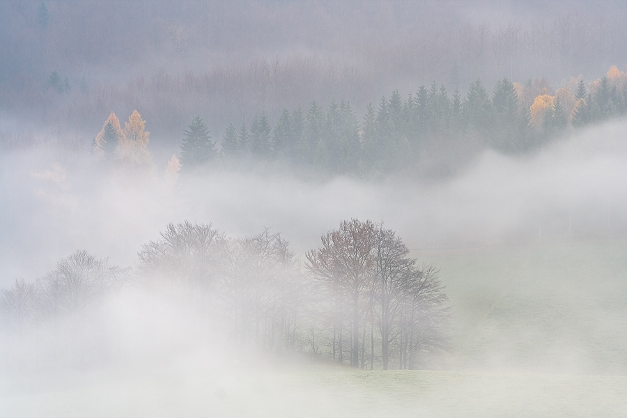 Bäume im Nebel