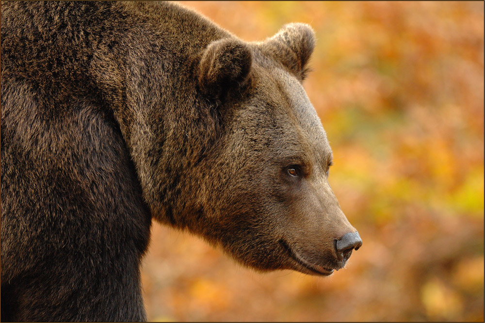 Der Bär im Herbst.