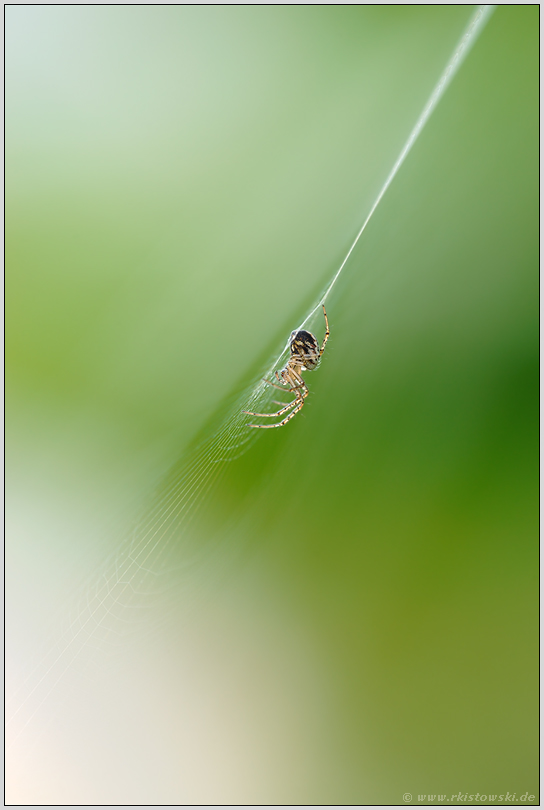 und noch eine für Pascale...  Gartenkreuzspinne *Araneus diadematus*