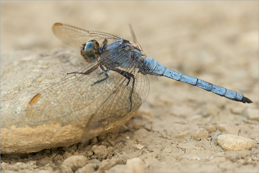 Kleiner Blaupfeil (Orthetrum coerulescens)