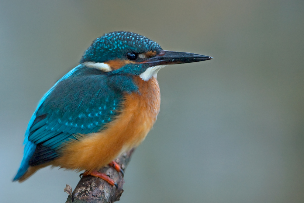 Der frühe Vogel fängt den ...