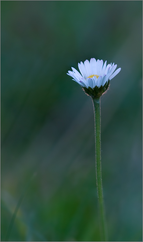 Herbst-Gänseblümchen