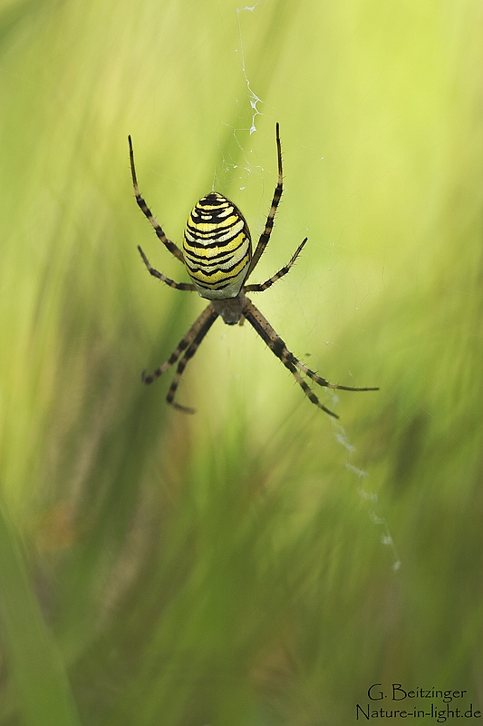 ...und noch eine Spinne für Pascale