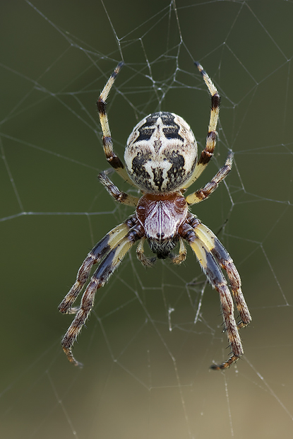 Schilfradspinne für Pascale