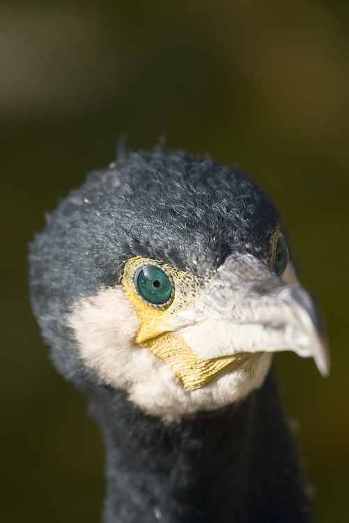 Kormorane (Phalacrocorax)