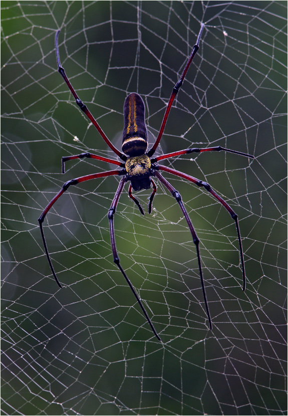 Giant Wood Spider für Pascale