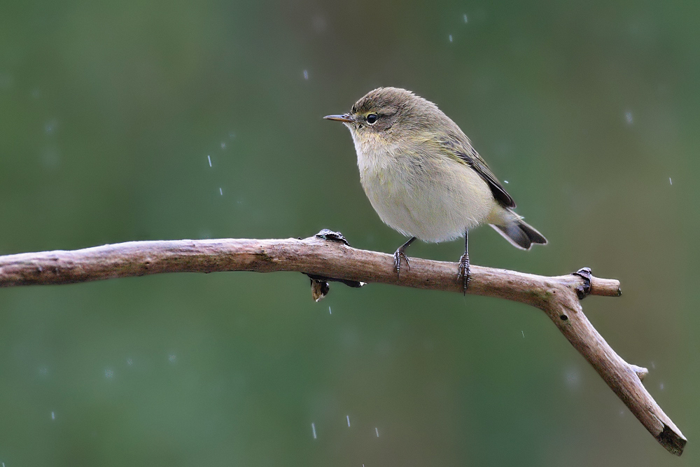 Zilpzalp im Regen