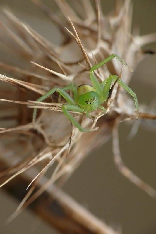 Diaea dorsata für Pascale