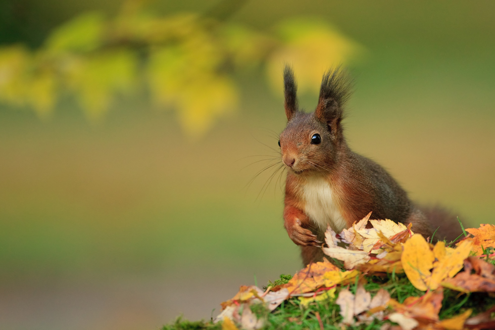 Eichhörnchen (Sciurus vulgaris)