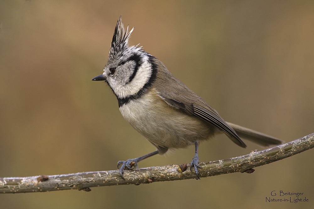 Nur eine Haubenmeise (Lophophanes cristatus)