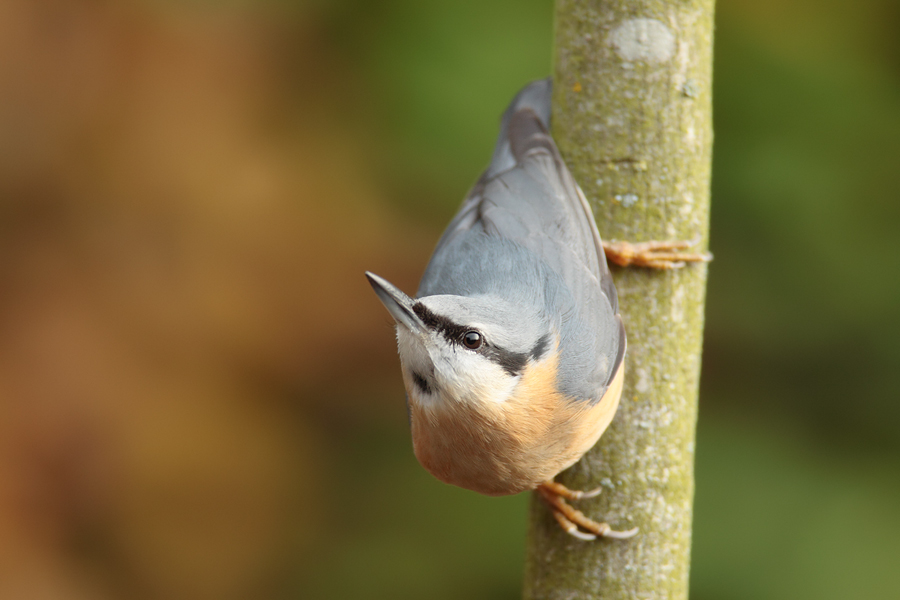 kecker Kleiber (Sitta europaea)