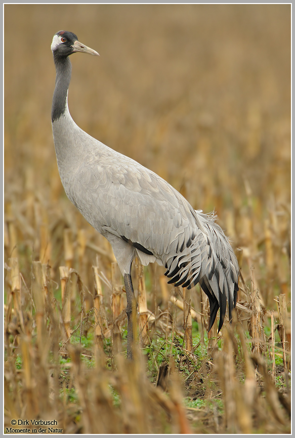 Grauer Kranich (Grus grus)