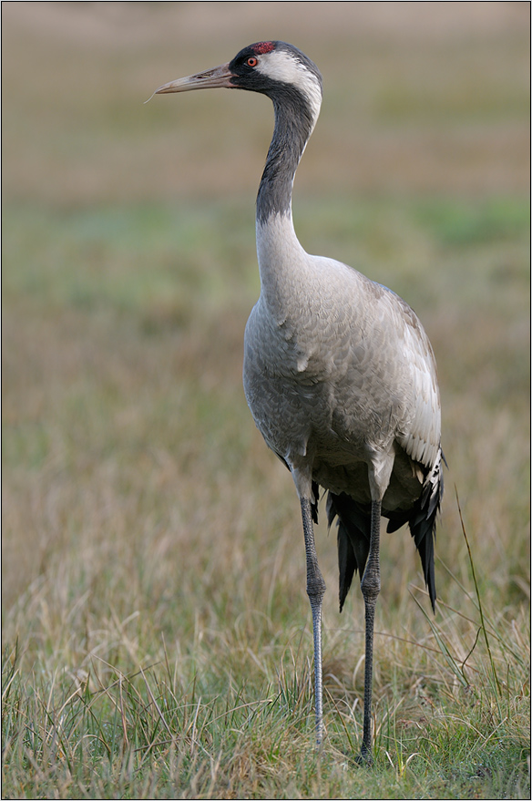 Kranich (Grus grus)Nr.3