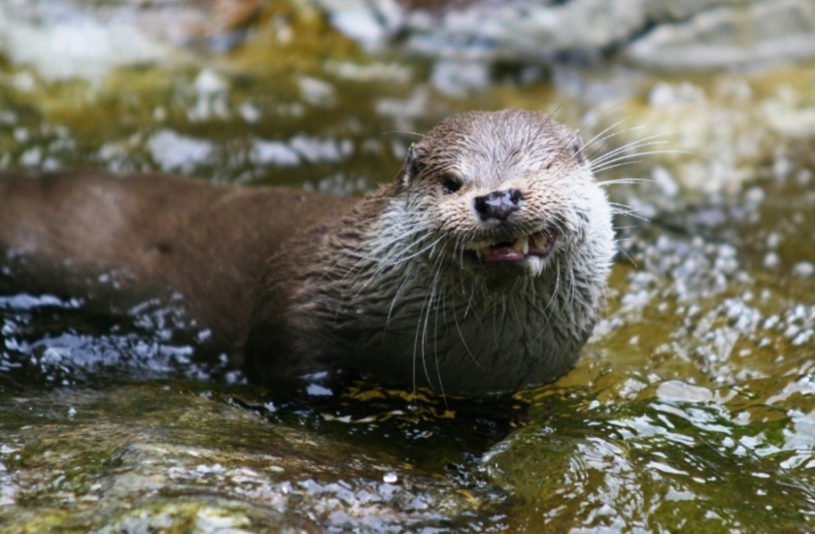 Otter