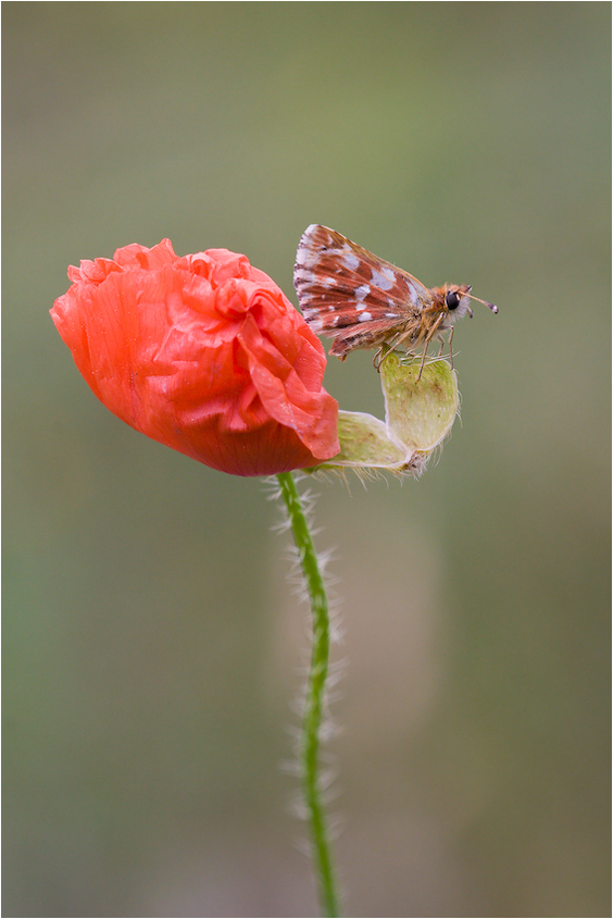 Roter Würfelfalter