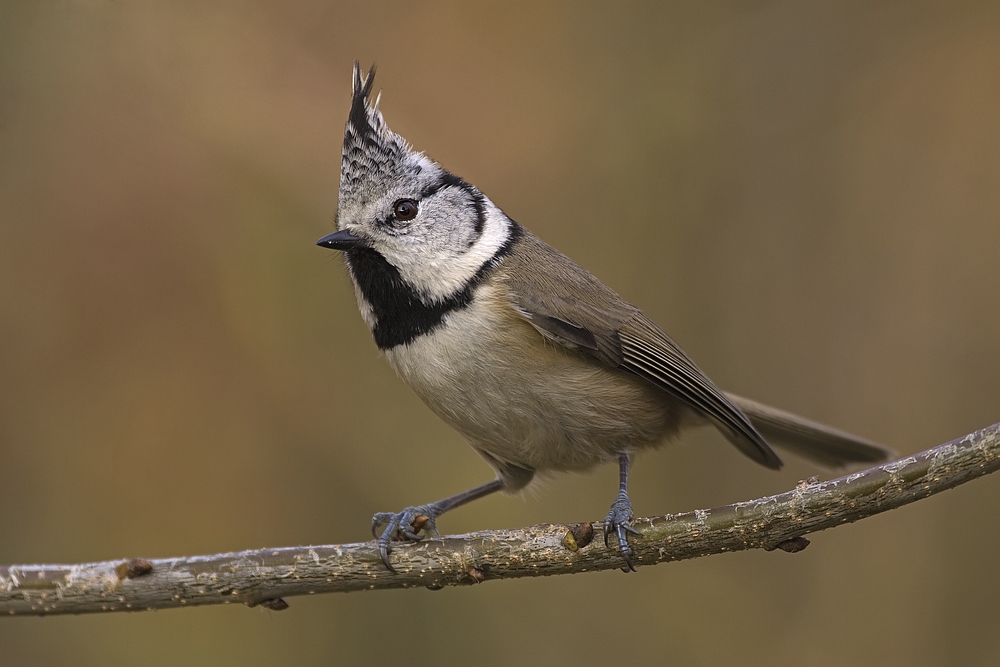 Noch einmal eine Haubenmeise (Lophophanes cristatus)