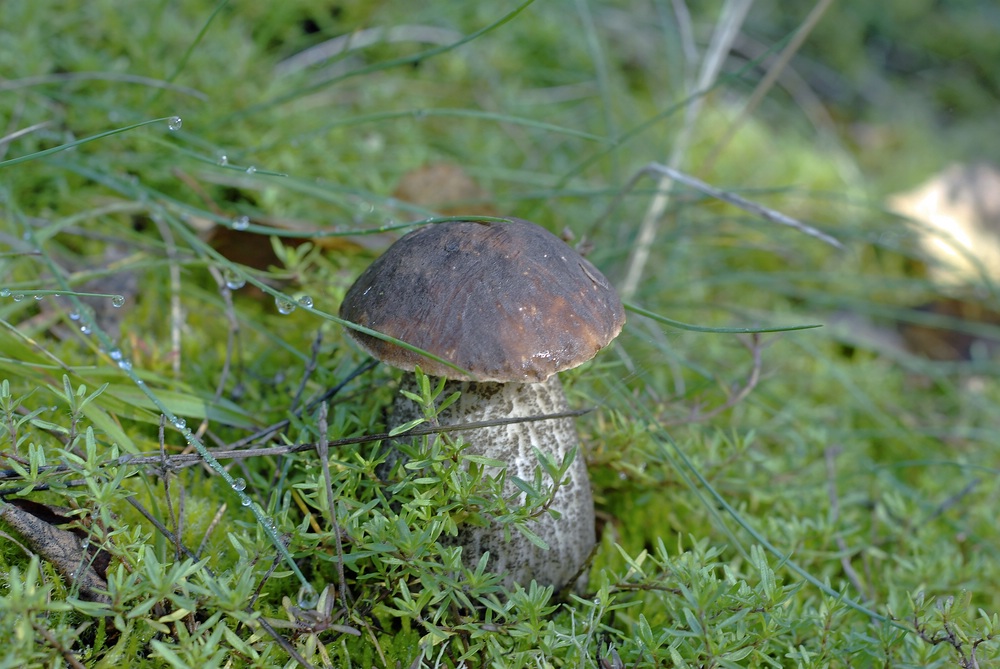 Birkenpilz  (Leccinum scabrum)