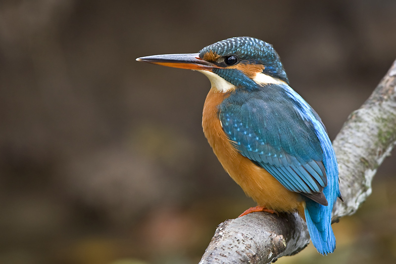 Eisvogel aus Brandenburg II