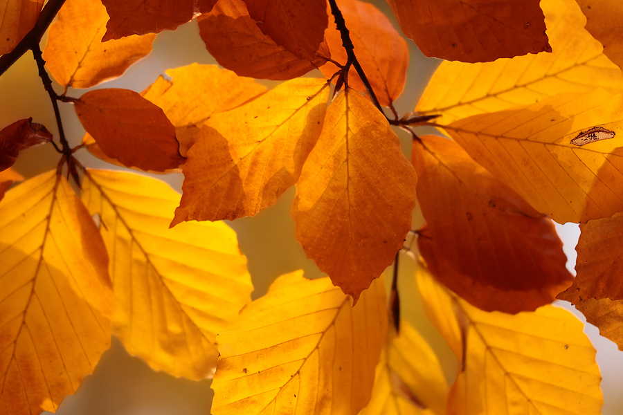 Herbstleuchten