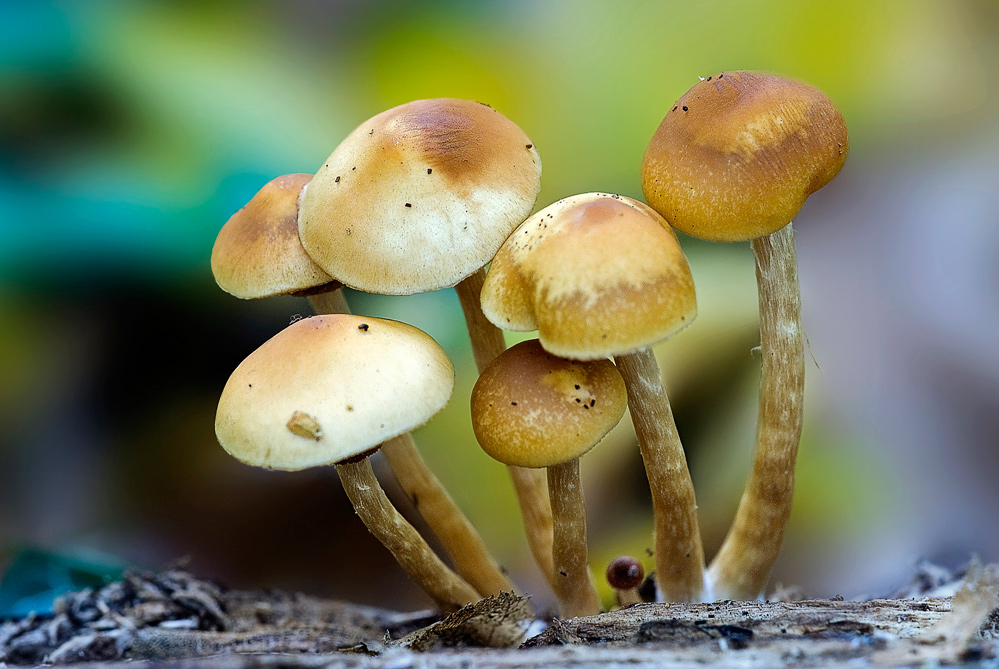 Spitzel (Forum für Naturfotografen)