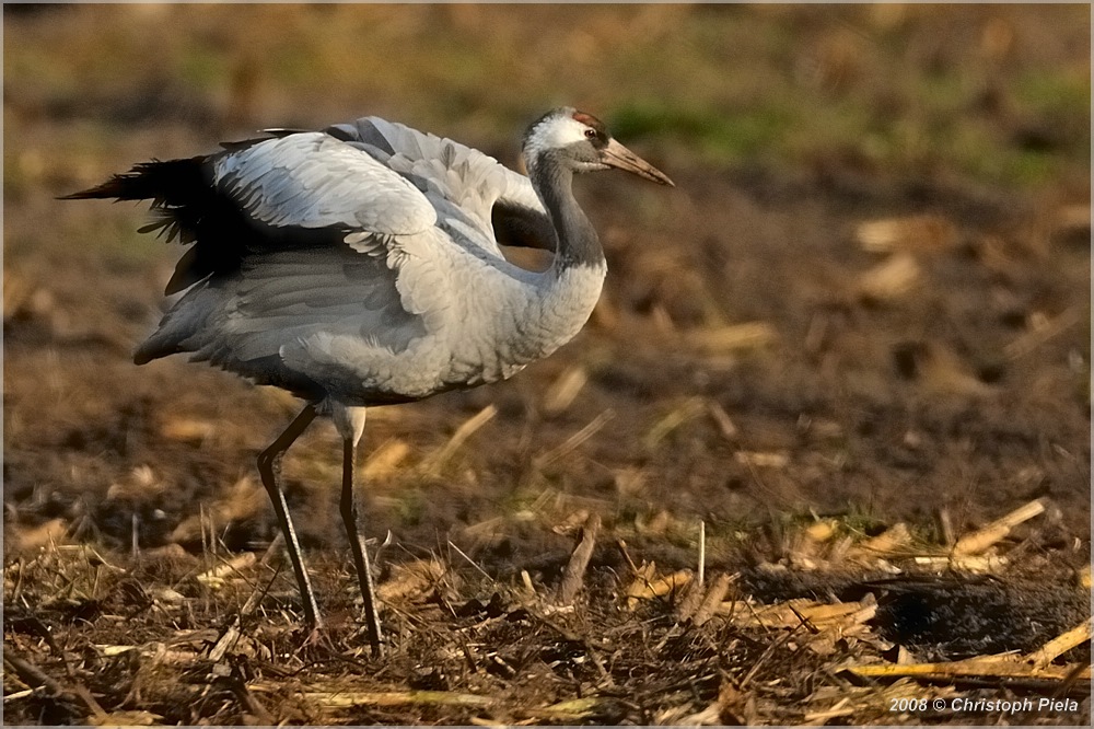 Kranich II