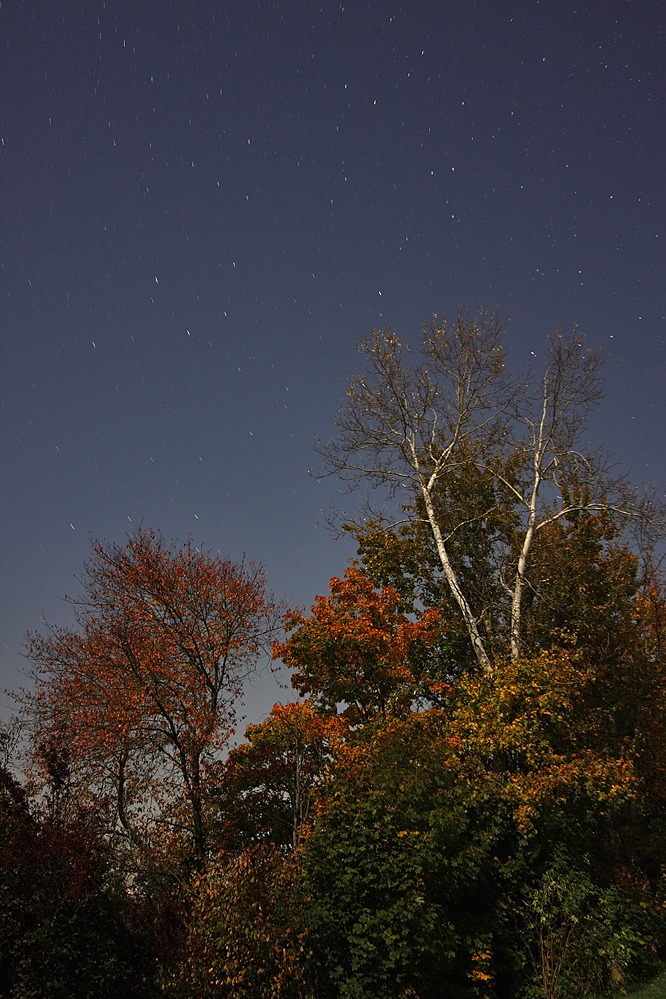 Herbstlaub
