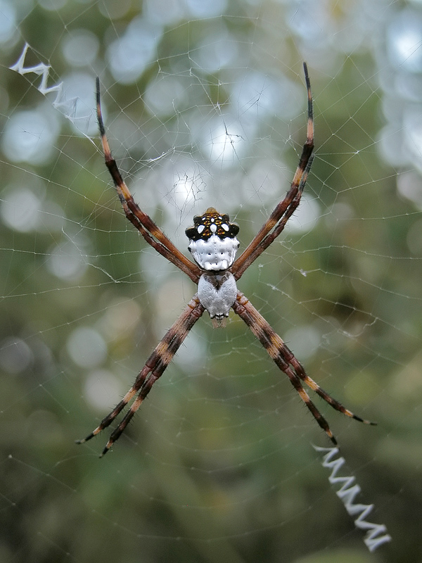 Silver Argiope