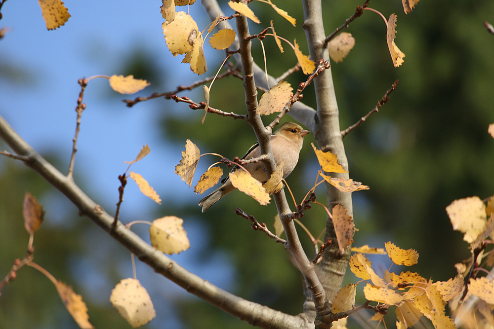 Herbstvogel