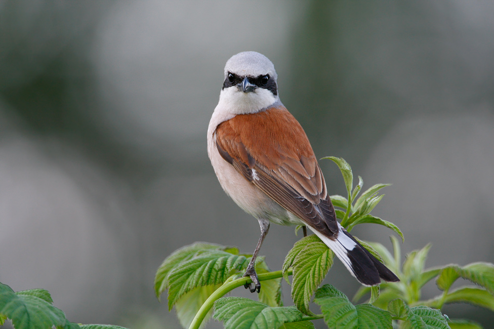 Neuntöter (Lanius collurio)