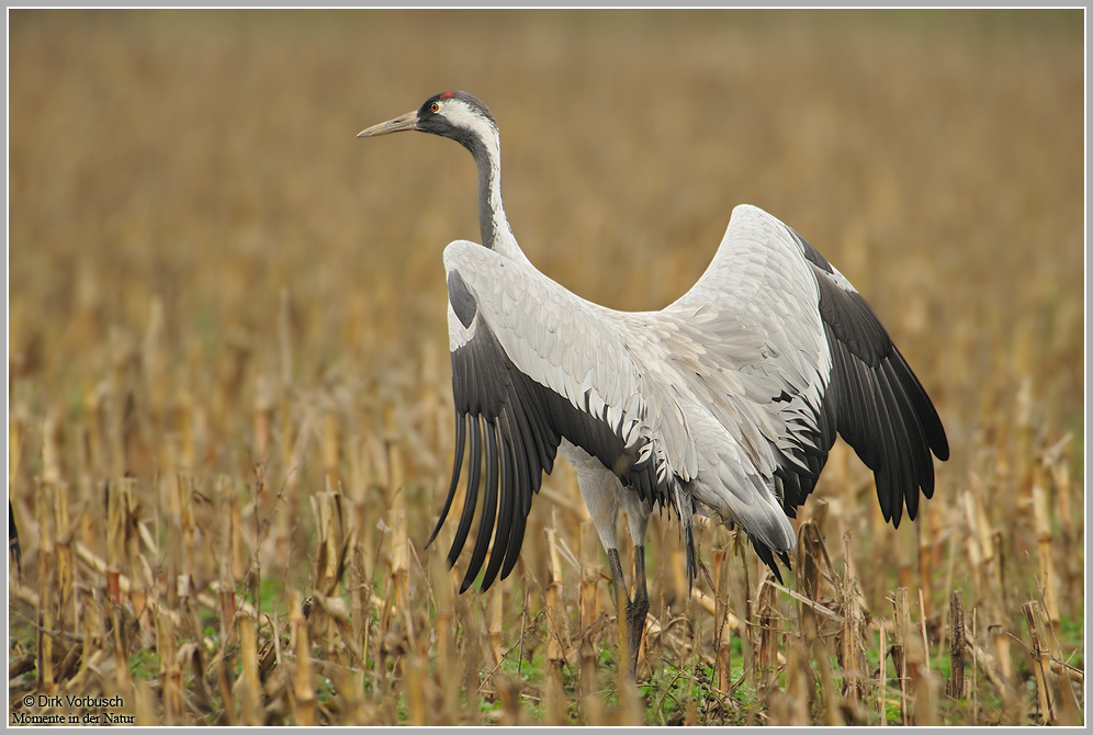 Grauer Kranich (Grus grus)