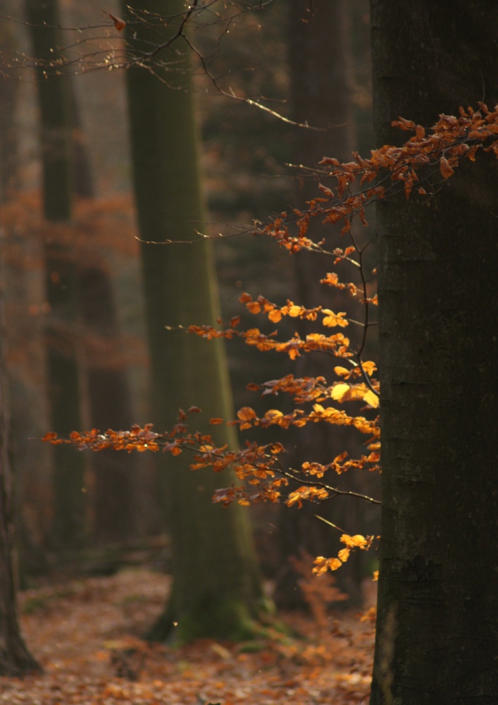 Herbststimmung