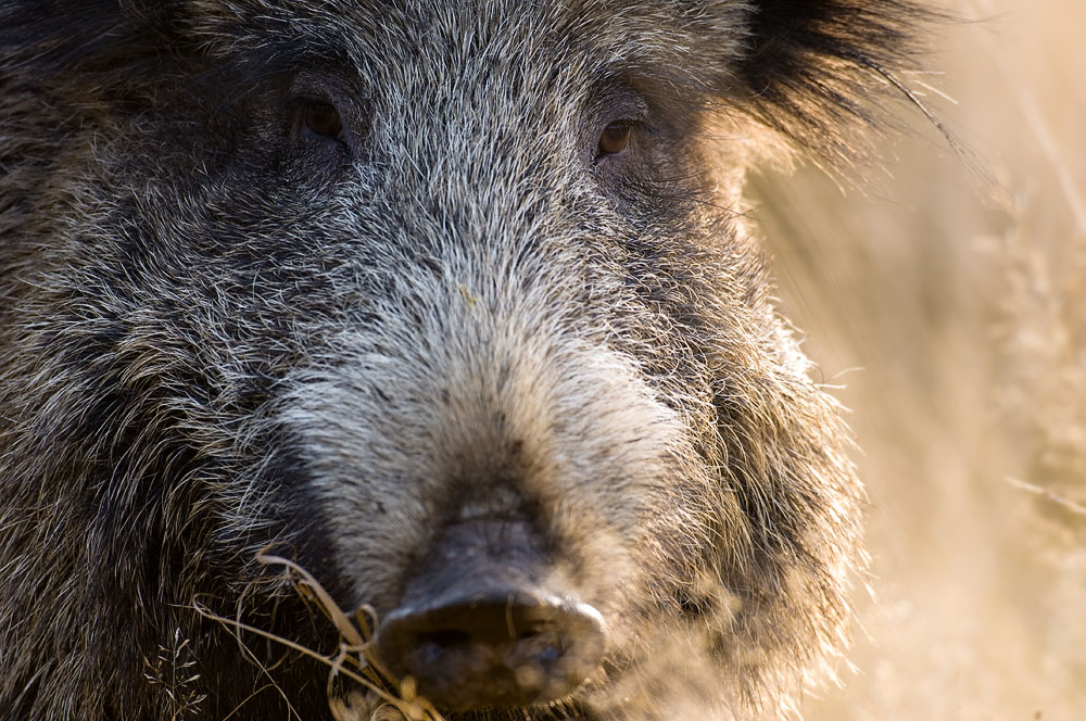 wildlife und fullframe